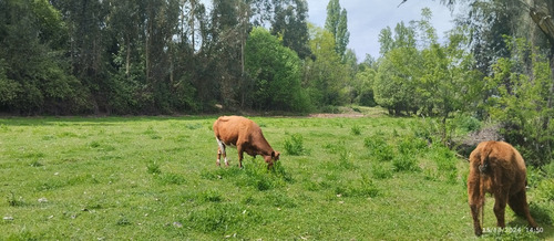 Parcela De 6,5 Ha En Comuna Rio Claro, Region Del Maule,