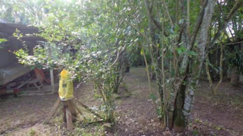 Terreno Lado Praia De 286 Mts No Gaivota - Itanhaém 2778|npc