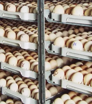 Incubadoras Para 100.000 Huevos