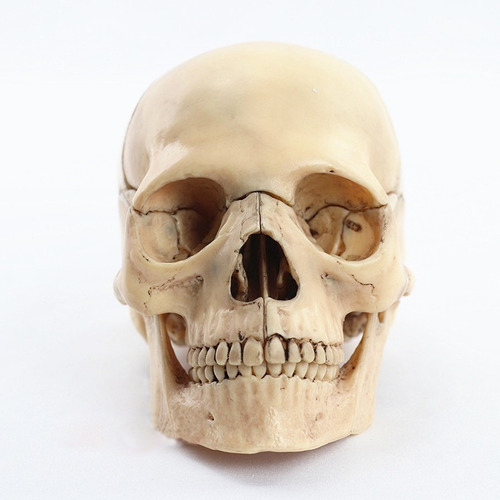 Anatomia Do Modelo De Crânio Humano 1:2 Tamanho Em 15 Pontos Cor Cáqui