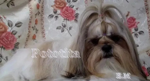 Shitzu Cachorro De Excelente Genètica Pureza Garantizada