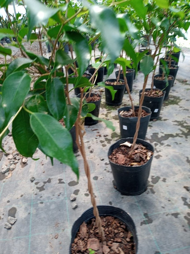 Imagen 7 de 10 de Combo 4 Plantas Para Interior - Entrega Caba Y Gba