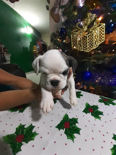 Imagen 2 de 10 de Bulldog Ingles