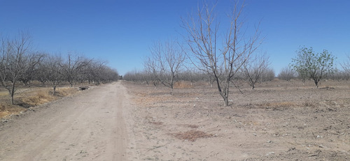 Terreno Con Nogales En Venta En San Pedro De Las Colonias, Coahuila