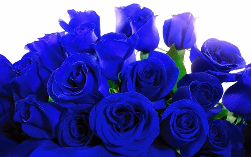 Rosas Azules Naturales | Cuotas sin interés