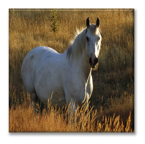 Cuadro Canva Caballo Blanco 80*80 Cm