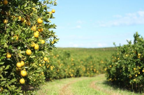 Laranja Folhas