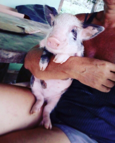 Mini Pig / Mini Porco