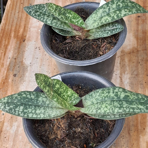 Orquídea Paphiopedillum Delenati Sapatinho Raro Coleção