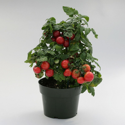 Imagem 2 de 10 de Tomate Tiny Tim - O Menor Do Mundo! Sementes Para Mudas