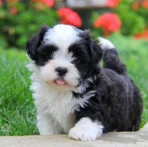 Perro rolly store teacup puppies
