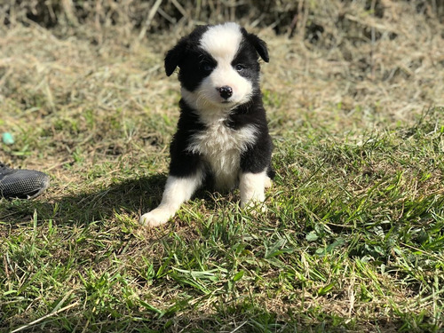 Cachorros Border Collie Medellín Bogota