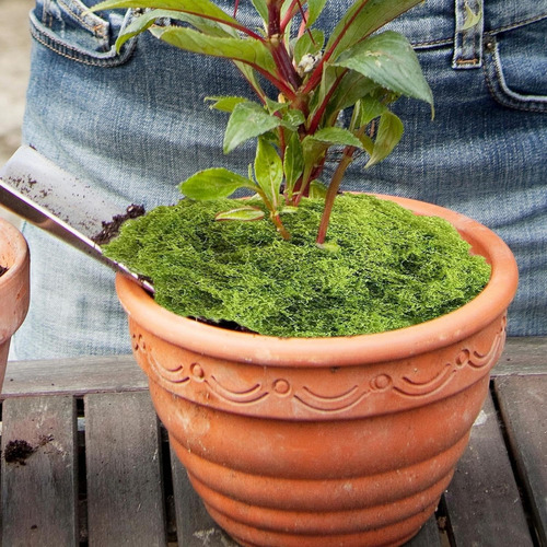 Musgo Artesanal Falso De Musgo Verde, Artificial Plant