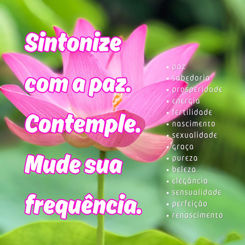Flor De Lótus Semente De Flor De Lótus Rosa Nelumbo Nucifera