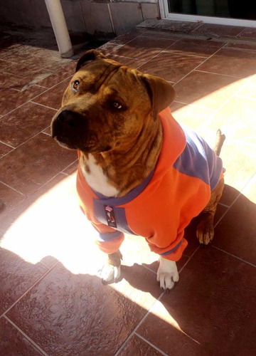 Imagen 3 de 10 de Buzo Polar Perros Grande Boxer Ovejero Pitbull Dogo Labrador