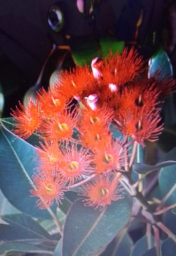Eucaliptus De Flor Roja- Corymbia Ficifolia