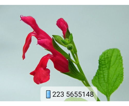 Plantas De Salvia Rosa