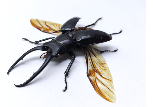 Entomología Insectos Disecados Escarabajos Extra Grandes