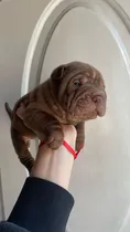 Comprar Cachorros Shar Pei