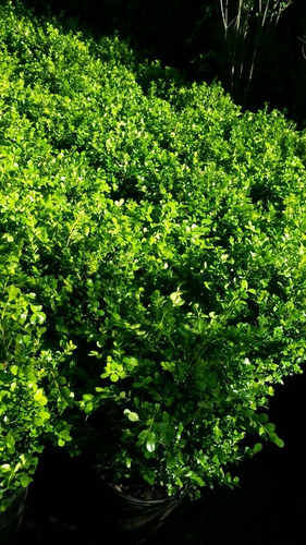 Imagen 7 de 9 de Cerco Buxus Sempervirens Bocha 10lts