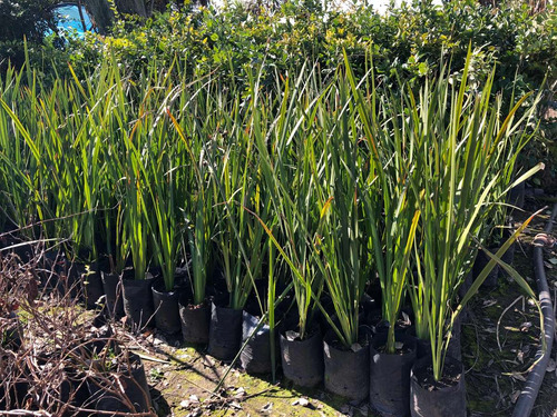 Plantas De Dietes Bicolor Vivero Mayorista Oferta Zona Oeste