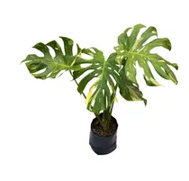 Comprar Monstera Variegata Planta De Interior Costilla Adan