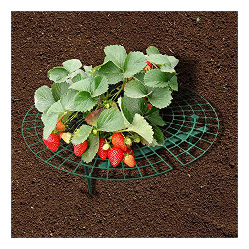 Soportes Para El Cultivo De Fresas Para Mantener Las Fresas