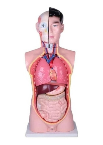 Torso Humano Educativo Tamaño Real Organos Desmontables