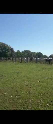 Vendo Fazenda De 1700hec Pecuaria/cultura Em Roraima (6096)