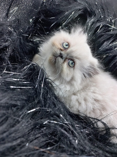 Imagen 6 de 6 de Gatitos Gatos Persas Himalayos Y A