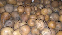 Comprar Calabaza Mediana  Mates X 25 Unidades  Mayorista Artesanias 