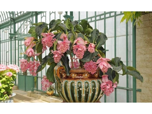 Medinilla Magnífica - Uva Rosa +  Registrado  !!!