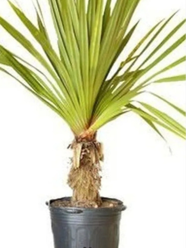 1 Muda De Mini Pandanus ( Envio Imediato)