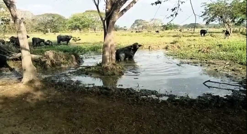 Tierras Privadas En Cojedes, Aptas Para La Cría De Búfalo. Vegas.