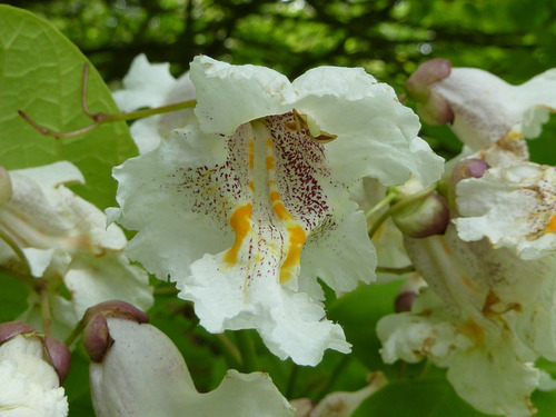 60 Sementes De Trombeteira Árvore Melífera Apícola Catalpa 