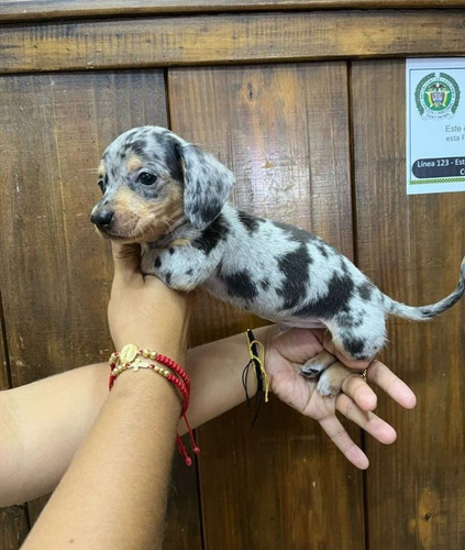 Cachorro Teckel Arlequín Eje Cafetero Animal Pets Colombia 