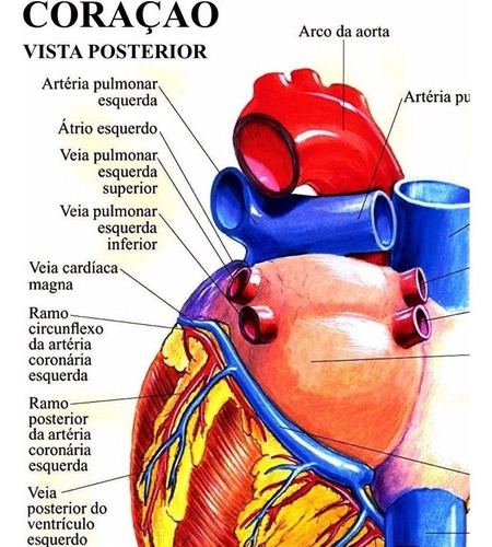 Poster Coração Humano 65x100cm P/ Ornamentar Consultório