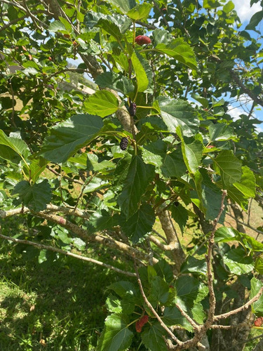 Imagem 19 de 29 de Chácara 5mil M2, Casa Sede Com 3 Suítes, Chále Grande Com Área Gourmet, Piscina Aquecida, Campo De Futebol, Pomar Com Pés De Frutas - Ch00186 - 70446769