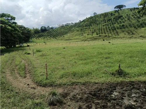 Se Vende Finca Vía Barragan - Rio Verde