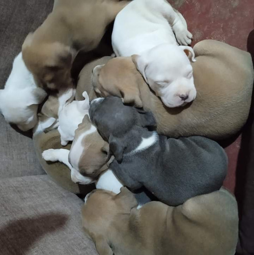 Imagen 1 de 7 de Cachorros Pitbull American Bullin