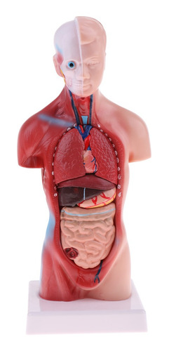 28cm Torso Humano Vísceras Esqueleto Cuerpo Corazón