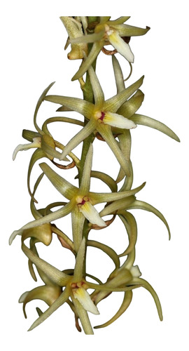 Orquídea Eria Javanica Plantas De Misiones