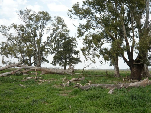 Imagen 15 de 17 de Campo En Cañuelas