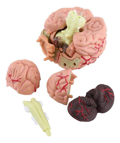 A A Enseñanza De Anatomía Estructural Del Modelo De Cerebro