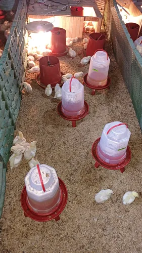 Pollos Criollos Beneficiados