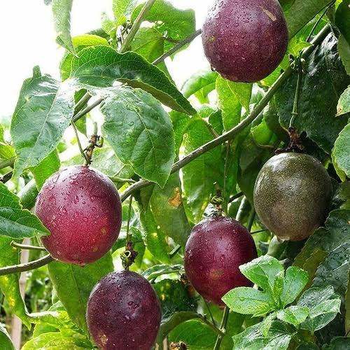 100 Sementes Maracujá Roxo Doce P/ Mudas