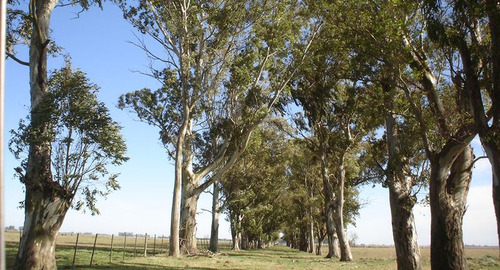 450 Has - Campo Ganadero En Venta A Metros De Ruta !!!