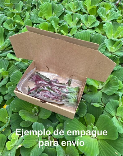 Ludwigia Sp. Red, Planta Acuática X 7 Tallos
