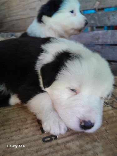 Cachorros Border Collie