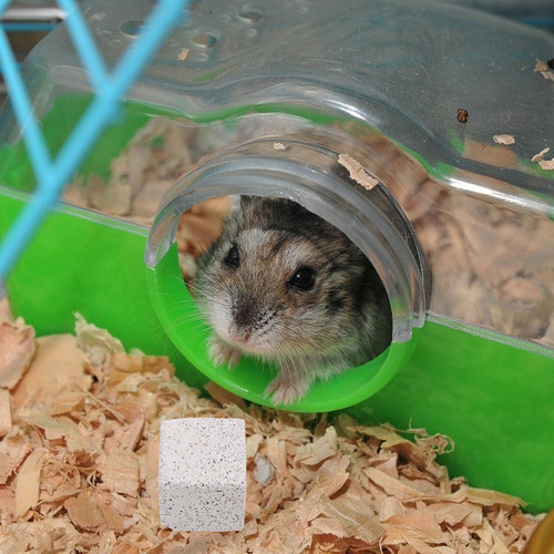 Chinchilla Con Piedra Molar De Hámster Que Muerde A Hámster,